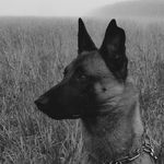 Sylvia Meyer - @max_malinois_monster - Instagram