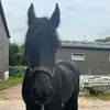 Sylvia Meyer - @sylvia.meyer2 - TikTok
