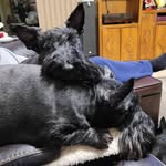 Sylvia Moody - @weewillieagility - Instagram