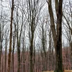 Sylvia Nemeth - Facebook