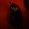 Silvia Oakley - @silviaunaucho705 - TikTok