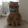 Sylvia.Olsen - @earlcpbki5c - TikTok