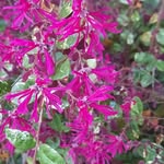 Sylvia Pope - @tweetybird162024 - Instagram