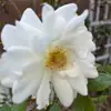 sylviapope94 - @sylvia.pope - TikTok