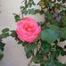 Sylvia Pous - Facebook