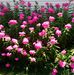 Sylvia Prather - Facebook