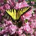 Sylvia Pruitt - Facebook