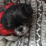 Sylvia Purcell - @sylviaphil48 - Instagram