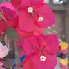 sylviaramirez250 - @sylviaramirez250 - TikTok