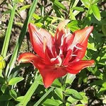 Sylvia Rollins - @arishabotrosh5 - Instagram