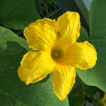 Silvia Seiler - @flowerpower5388 - Instagram
