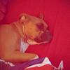 dog lover - @m_sylvia_shepherd124 - TikTok
