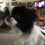 Sylvia Shields - @sylviashields864 - Instagram