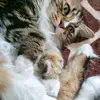 Silvia Shock - @silvia.shock - TikTok