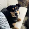 Sylvia Spears - @belletheaussie - TikTok