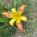 Sylvia Starling - Facebook