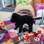 Sylvia Thomson - @sylviathomson699 - Instagram