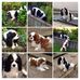 Sylvia Thomson - Facebook