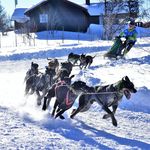 Sylvia Ulrich - @fichtelhounds - Instagram