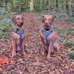 Sylvia Vogel - @wuschwusul66 - Instagram