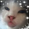 sylviavrijvogel - @sylviavrijvogel - TikTok
