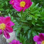 Sylvia Webb - Facebook
