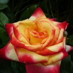 Sylvia Wray - @wray1753 - Instagram