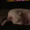 Sylvia Wray - @ihavethebestnana1 - TikTok