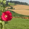 sylviecarre945 - @sylviecarre945 - TikTok