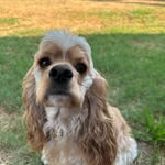 Sylvie Jones - @sylvie_the_cockerspaniel - Instagram