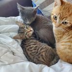 Sylvie Lambert - Facebook