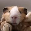 sylviemarshall916 - @xxboyfanmatthew - TikTok
