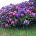 Sylvie Saunders - Facebook
