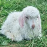 Simone Dickens Yates - @kingstonsmallholdinggoats - Instagram