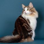 ノルウェージャンフォレストキャットのキャッテリーGrace Symphony - @gracesymphony2222 - Instagram