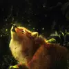 Lawrance's Shop - @szehonglaw - TikTok