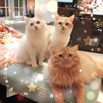 Sze Law - @lovesze_law - Instagram
