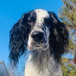 Blåfjellmyras Tamok - @tamok_the_setter - Instagram