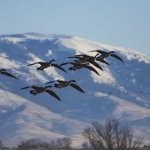 Tab Smith - @goosepitkennels - Instagram