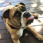 Tabitha Best - @rumble_the_bulldog - Instagram
