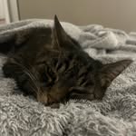 Tabitha Booth - @tabitha_the_tabby_2012 - Instagram