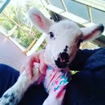 Tabitha June Booth - @tabbythelamb - Instagram