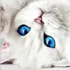 Tabatha Cronin815 - @tabby_cat34 - TikTok