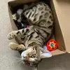 Tabitha Harrison365 - @tabithaharrison19 - TikTok