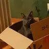 Tabatha Long - @tabbycatlong - TikTok