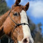 Tabitha Mann - @barrel.and.horses - Instagram