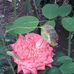 Tabatha Myer - Facebook