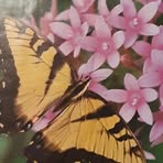 Tabitha Ridgeway - Facebook