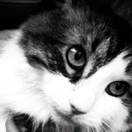Tabatha scott🐱 - @cat_models - Instagram