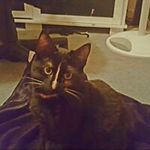 Tabatha Self - @cheetahtab10 - Instagram